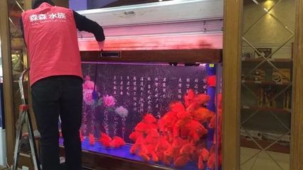 阿壩藏族羌族自治州森森魚缸專賣店：阿壩州森森魚缸專賣店 彩鰈魚缸（彩蝶魚缸） 第4張