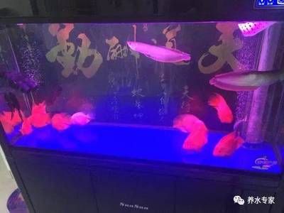 阿壩藏族羌族自治州森森魚缸專賣店：阿壩州森森魚缸專賣店 彩鰈魚缸（彩蝶魚缸） 第5張