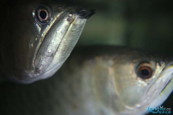 林芝彩鰈魚(yú)缸專賣店：林芝彩鰈魚(yú)缸專賣店參觀彩蝶魚(yú)養(yǎng)殖技術(shù)分享