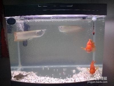 玉樹藏族自治州森森魚缸專賣店：玉樹森森魚缸專賣店 彩鰈魚缸（彩蝶魚缸） 第5張