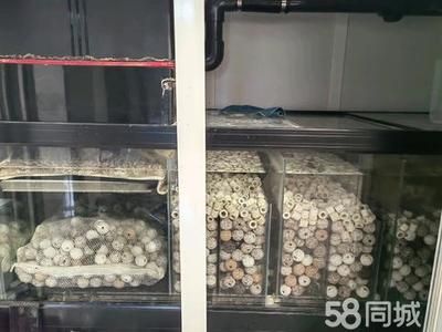 西寧彩鰈魚缸專賣店：專門銷售西寧彩鰈魚缸的專賣店 彩鰈魚缸（彩蝶魚缸） 第5張