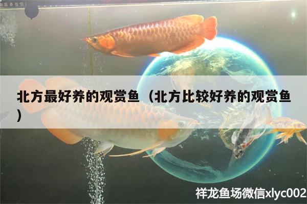 北方最好養(yǎng)的觀賞魚（北方比較好養(yǎng)的觀賞魚） 熱帶魚魚苗批發(fā)