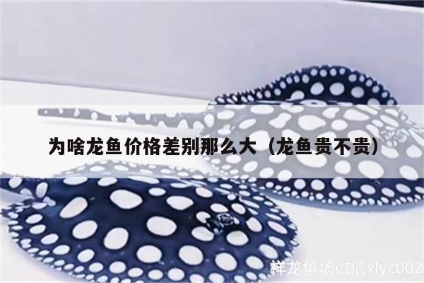 為啥龍魚價(jià)格差別那么大（龍魚貴不貴）