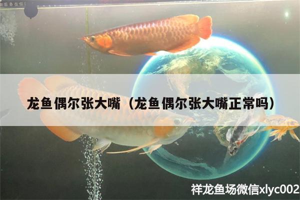 龍魚偶爾張大嘴（龍魚偶爾張大嘴正常嗎） 球鯊魚