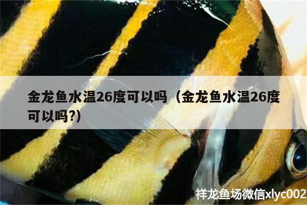 金龍魚水溫26度可以嗎（金龍魚水溫26度可以嗎?）