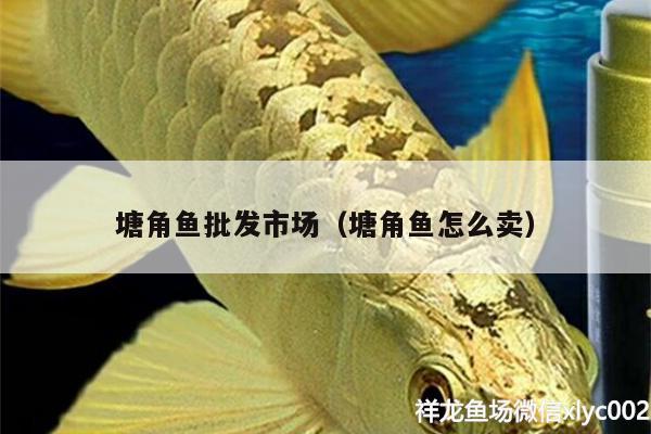 塘角魚批發(fā)市場(chǎng)（塘角魚怎么賣）