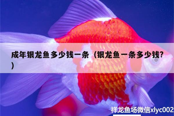 成年銀龍魚多少錢一條（銀龍魚一條多少錢?）