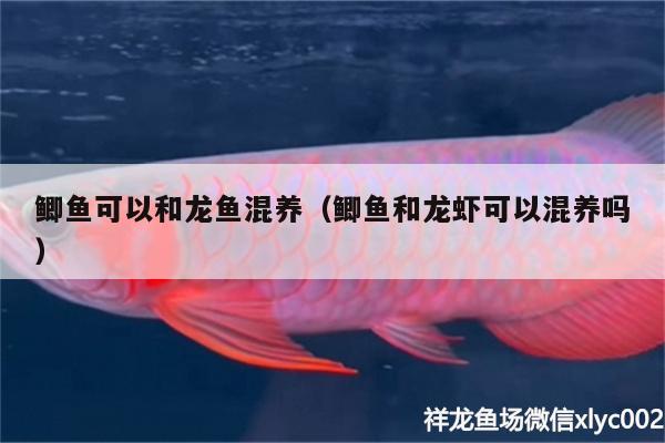 鯽魚可以和龍魚混養(yǎng)（鯽魚和龍蝦可以混養(yǎng)嗎） 白化巴西龜（白巴）