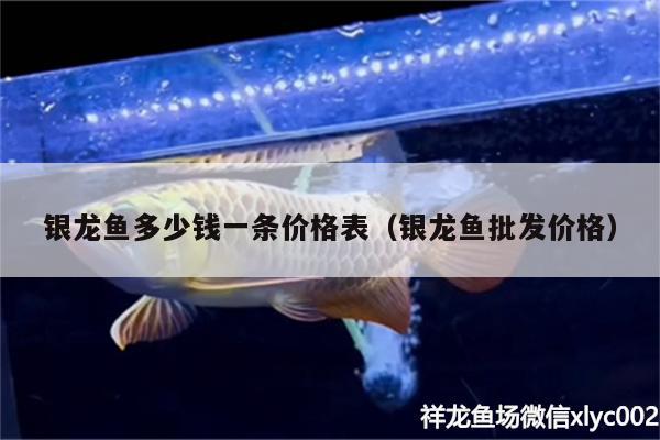 銀龍魚多少錢一條價(jià)格表（銀龍魚批發(fā)價(jià)格）