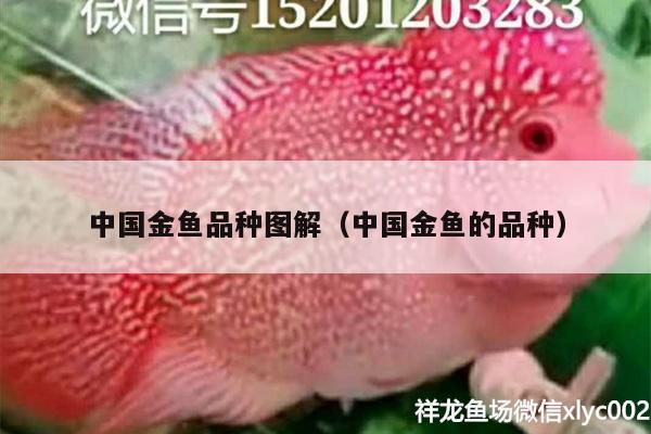 中國金魚品種圖解（中國金魚的品種） 白子銀版魚苗