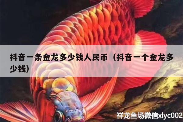 抖音一條金龍多少錢人民幣（抖音一個金龍多少錢） 黃金招財貓魚