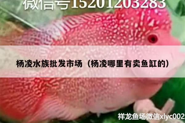 楊凌水族批發(fā)市場(chǎng)（楊凌哪里有賣(mài)魚(yú)缸的）