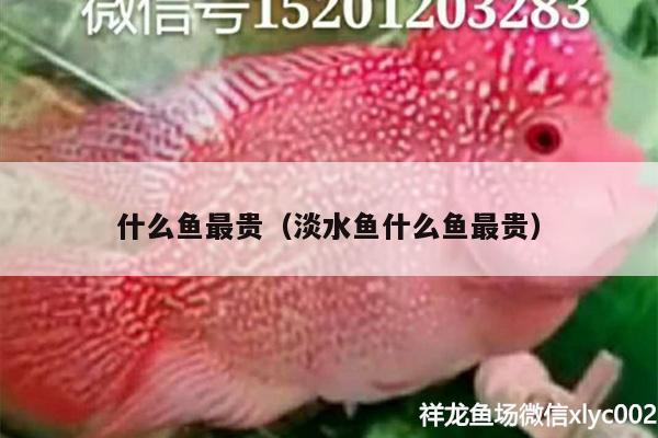 什么魚最貴（淡水魚什么魚最貴）