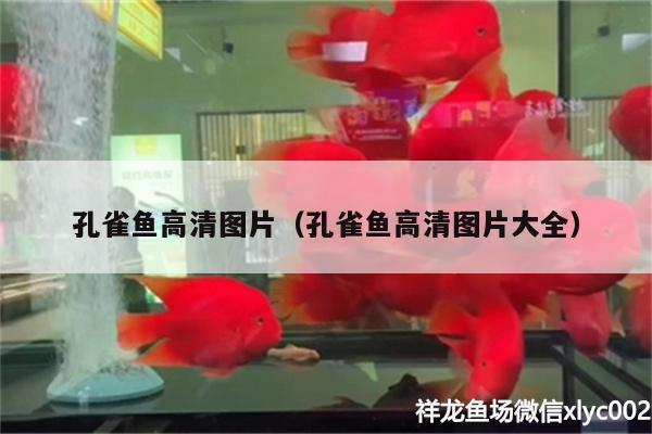 孔雀魚高清圖片（孔雀魚高清圖片大全）