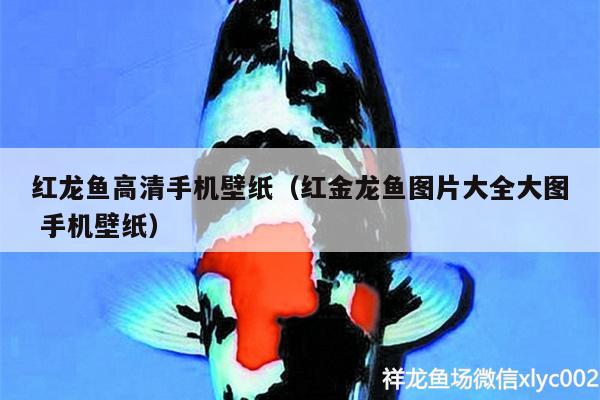 紅龍魚高清手機壁紙（紅金龍魚圖片大全大圖手機壁紙） 野生地圖魚