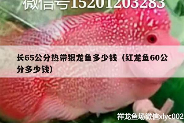 長(zhǎng)65公分熱帶銀龍魚(yú)多少錢(qián)（紅龍魚(yú)60公分多少錢(qián)） 銀龍魚(yú)百科