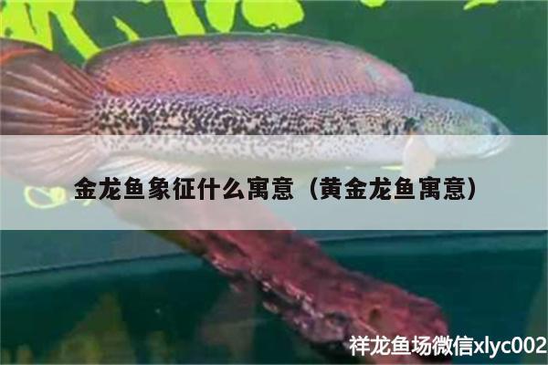 金龍魚象征什么寓意（黃金龍魚寓意）