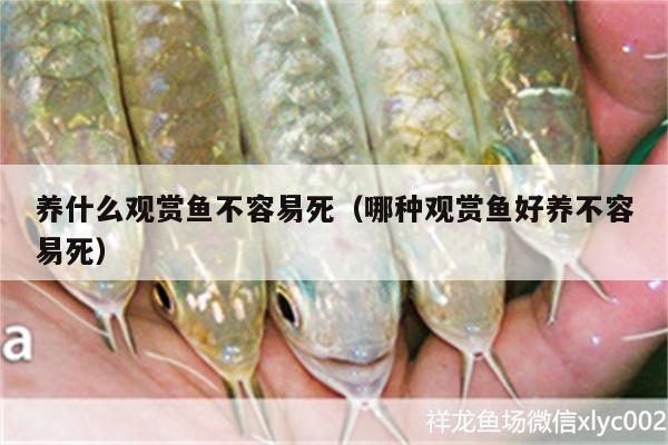 養(yǎng)什么觀賞魚不容易死（哪種觀賞魚好養(yǎng)不容易死）