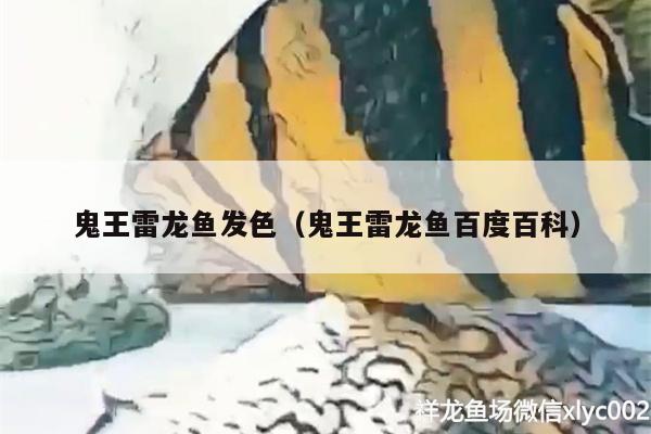 鬼王雷龍魚發(fā)色（鬼王雷龍魚百度百科） 圖騰金龍魚