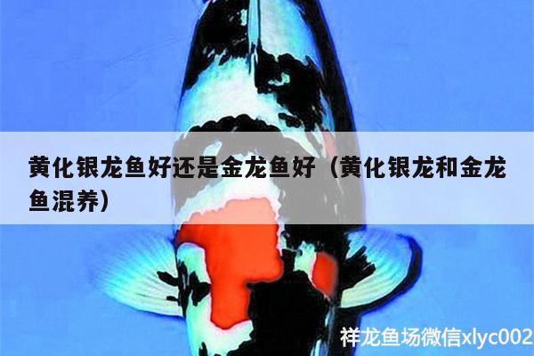 黃化銀龍魚好還是金龍魚好（黃化銀龍和金龍魚混養(yǎng)）