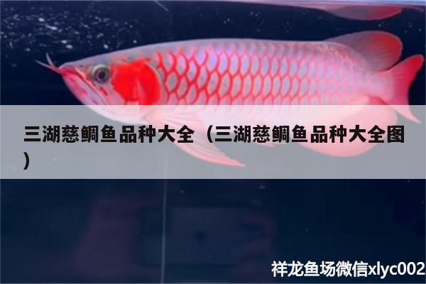 三湖慈鯛魚品種大全（三湖慈鯛魚品種大全圖） 七紋巨鯉魚