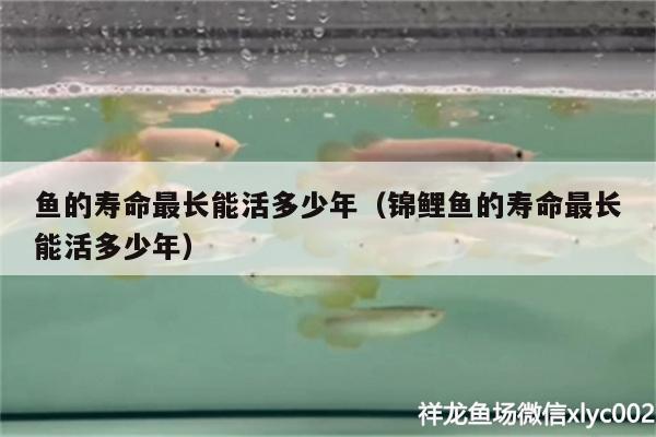 魚的壽命最長能活多少年（錦鯉魚的壽命最長能活多少年） 黃金鴨嘴魚