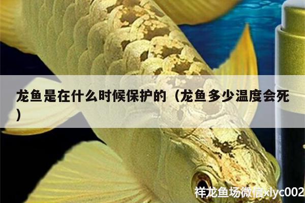 龍魚是在什么時候保護的（龍魚多少溫度會死） 祥龍傳奇品牌魚缸