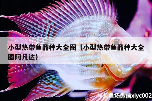 小型熱帶魚品種大全圖（小型熱帶魚品種大全圖阿凡達(dá)）