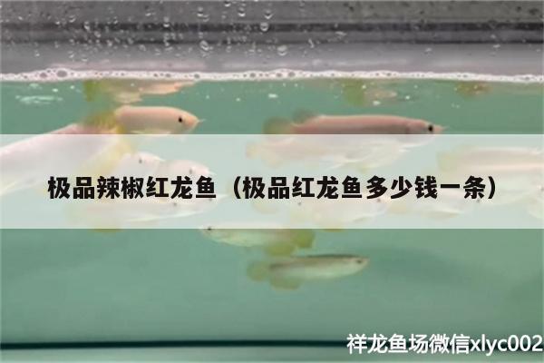 極品辣椒紅龍魚（極品紅龍魚多少錢一條）