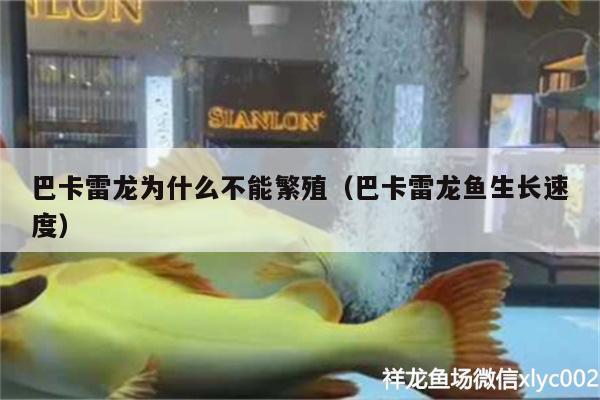 巴卡雷龍為什么不能繁殖（巴卡雷龍魚生長速度） 巴卡雷龍魚