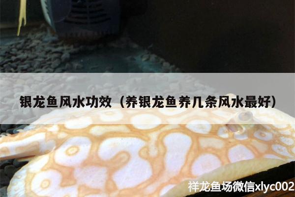 銀龍魚風水功效（養(yǎng)銀龍魚養(yǎng)幾條風水最好）