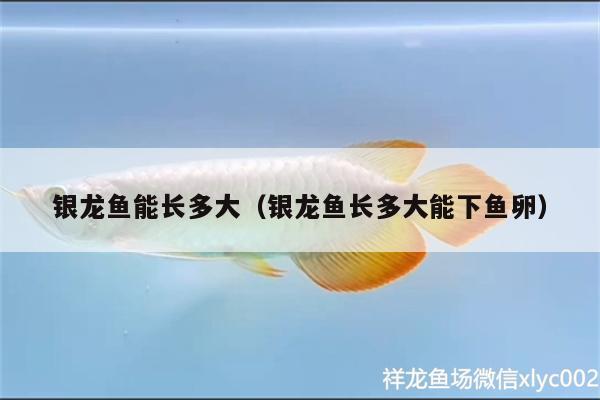 銀龍魚(yú)能長(zhǎng)多大（銀龍魚(yú)長(zhǎng)多大能下魚(yú)卵）