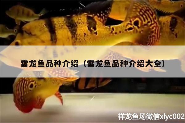 雷龍魚品種介紹（雷龍魚品種介紹大全） 超血紅龍魚