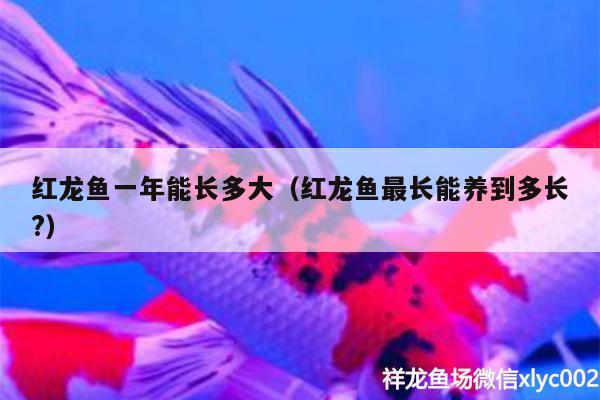 紅龍魚一年能長多大（紅龍魚最長能養(yǎng)到多長?） 肥料