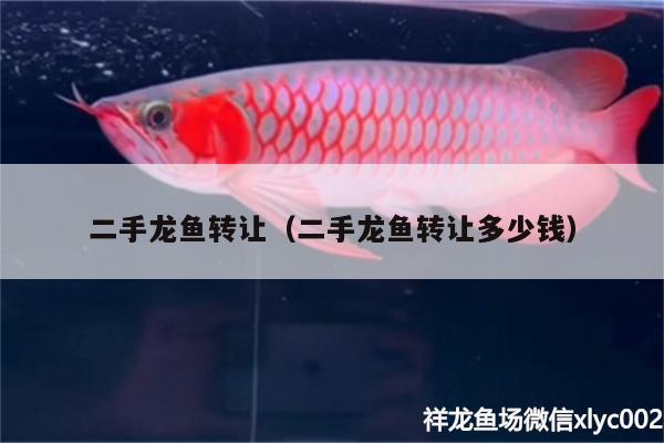 二手龍魚轉(zhuǎn)讓（二手龍魚轉(zhuǎn)讓多少錢）