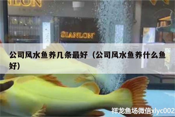 公司風(fēng)水魚養(yǎng)幾條最好（公司風(fēng)水魚養(yǎng)什么魚好） 魚缸風(fēng)水