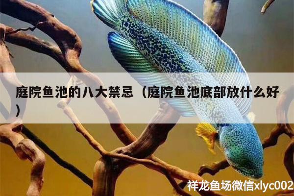 庭院魚池的八大禁忌（庭院魚池底部放什么好） 白子金龍魚