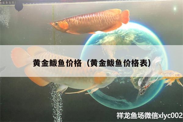 黃金鲅魚價格（黃金鲅魚價格表）