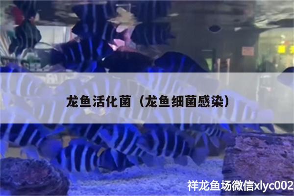 龍魚活化菌（龍魚細菌感染）