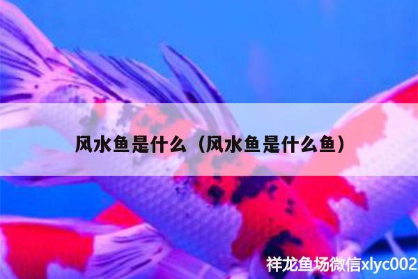 風(fēng)水魚(yú)是什么（風(fēng)水魚(yú)是什么魚(yú)） 魚(yú)缸風(fēng)水