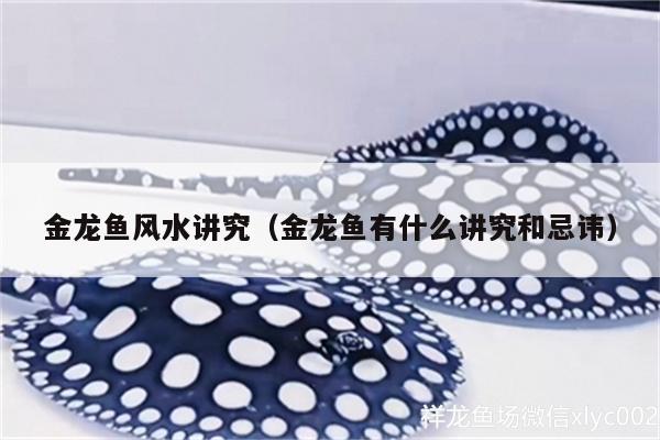 金龍魚風(fēng)水講究（金龍魚有什么講究和忌諱）