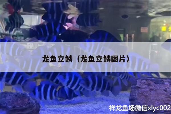 龍魚立鱗（龍魚立鱗圖片） 祥龍藍珀金龍魚