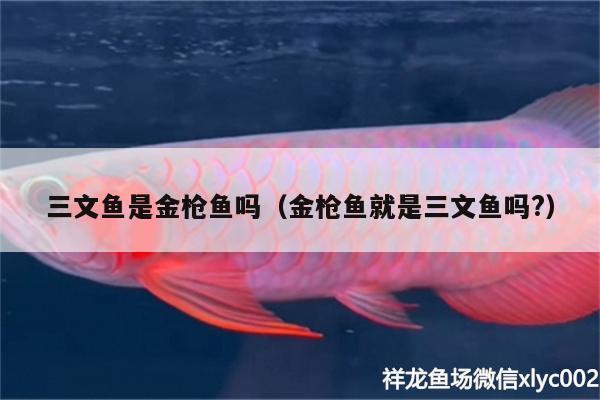 三文魚是金槍魚嗎（金槍魚就是三文魚嗎?）