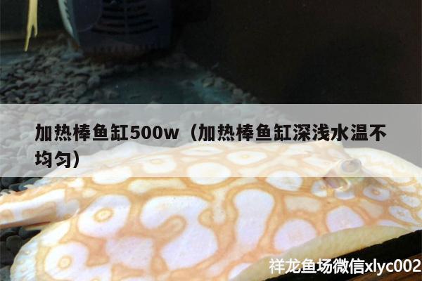 加熱棒魚缸500w（加熱棒魚缸深淺水溫不均勻） 羅漢魚