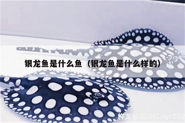 銀龍魚(yú)是什么魚(yú)（銀龍魚(yú)是什么樣的）