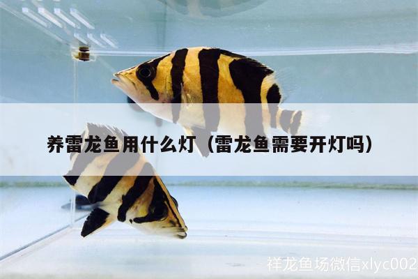 養(yǎng)雷龍魚用什么燈（雷龍魚需要開燈嗎）