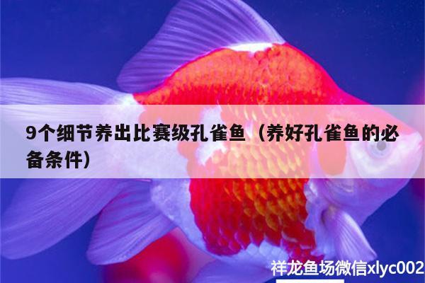 9個(gè)細(xì)節(jié)養(yǎng)出比賽級(jí)孔雀魚(yú)（養(yǎng)好孔雀魚(yú)的必備條件） 祥禾Super Red紅龍魚(yú)