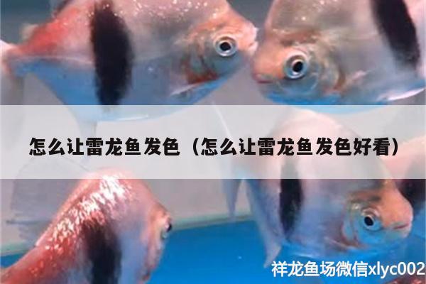 怎么讓雷龍魚發(fā)色（怎么讓雷龍魚發(fā)色好看）