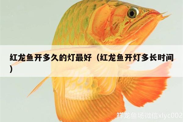 紅龍魚開多久的燈最好（紅龍魚開燈多長時(shí)間）