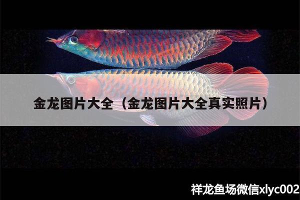 金龍圖片大全（金龍圖片大全真實照片） 麥肯斯銀版魚